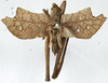CollectionObject 1539755; 85d4f53b-932b-4749-81ab-fa6810d7e977: male, dorsal view (allotype?). (CollectionObject).