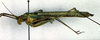 CollectionObject 1500640; 8569f306-b1e4-4148-a76a-1efe8f8ac301, DORSA BTstedilS01: female, lateral view (lectotype). (CollectionObject).