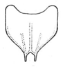 CollectionObject 1522462; 1380b0ea-7a29-400d-90df-75af78fcaa48, ANSP5325: Pl. 3, Fig. 10 (after type). male subgenital plate, ventral outline. (CollectionObject).