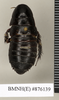 CollectionObject 1572954; 46f62dae-2df1-4f1a-ad3a-af9a46e82bfb: Copyright Natural History Museum, London. Non-type (adult female) in BM(NH). Dorsal view. (CollectionObject).