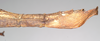 CollectionObject 1561531; NHMUK(SF IMPORT DUPLICATE) 844938, 8e2e757a-dc43-4936-9268-cd7db1ea400b: copyright Natural History Museum, London. female: end of abdomen, lateral view (holotype). (CollectionObject).