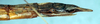 CollectionObject 1559054; NMW 173', 6e4c7784-979e-44d2-ba3f-2eecbcb15e0b: copyright NMW, Vienna. female: end of abdomen, lateral view (syntype). (CollectionObject).