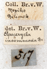 CollectionObject 1532979; 8f54653d-0da8-489f-b40c-48447cdb5772: labels (syntype). (CollectionObject).