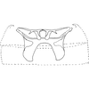 Abdomen, sternal apodemes, ventral view: Abdominal apodemes I and II. (Observation).