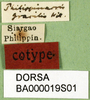 CollectionObject 1577148; 50d8a621-6313-4399-9311-2c548e71d65f: labels (paratype). (CollectionObject).