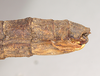 CollectionObject 1558174; 885f99da-0af1-45d6-8d45-4240f681d5ab: copyright Natural History Museum, London. female: end of abdomen, lateral view (holotype). (CollectionObject).