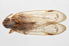 Habitus, dorsal view on Cyclopoliarus omani (Metcalf, 1938): (Observation).