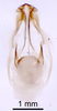 CollectionObject 1522776; a5758e9d-eed7-4c5c-b080-ca9e3ed7dd9c: Male genitalia, dorsal view (holotype). (CollectionObject).