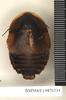 CollectionObject 1572929; 20ebf67c-17ae-430a-9a38-b925fbbd7560: Copyright Natural History Museum, London. Non-type (adult male) in BM(NH). Dorsal view. (CollectionObject).