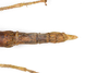 CollectionObject 1584034; fe072f9b-b2c7-490d-8271-509c3f32489d: Copyright ZSMC, Munich. female: end of abdomen, dorsal view (holotype). (CollectionObject).