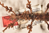 CollectionObject 1562296; 0bd61acf-dea1-40a4-abaa-e9a76976d357: copyright OUMNH. female: head & thorax, dorsal view of Ceroys laciniatus (holotype). (CollectionObject).