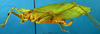 CollectionObject 1502474; e615eb80-73a9-491b-bb3a-a68bae7dd4f2: female, lateral view (syntype). (CollectionObject).