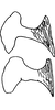 Anal tube processes on Empoascanara (Empoascanara) caespitis Dworakowska & Trolle, 1976: Anal tube processes. (Observation).