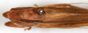 CollectionObject 1586732; 5d15d25e-007e-4d1a-a8f2-ba5c55cb1274: female, dorsal view. (CollectionObject).