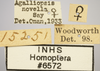 Other: !! display not done !! on Agalliopsis (Agalliopsis) novella (Say, 1831): Labels. (Observation).