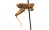 CollectionObject 1568270; 03ba0241-de16-4782-a1af-0d9afe168a5f: female, lateral view. (CollectionObject).