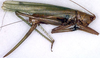 Segestidea defoliaria defoliaria (Uvarov, 1924): female, lateral view (paratype). (Otu).