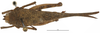 CollectionObject 1577319; bfa56659-15c4-43b8-b2d6-abedf2b4da86: male, dorsal view (syntype). (CollectionObject).