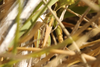 FieldOccurrence 3669; ef93421f-9396-4ed1-962d-432b9cf47321; Buenos Aires
E of Arana, 2024/02/04: (FieldOccurrence).