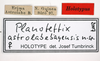 CollectionObject 1567179; 1a2b101a-369f-45a7-98cc-edadd20e9a7d: labels (holotype). (CollectionObject).