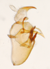 Pygofer, lateral view: !! display not done !! on Pissonotus binotatus Spooner, 1912: (Observation).