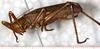 CollectionObject 1531857; NMW 25432, 85635786-1f11-4b5e-8cf8-2ef3f455263a: male, lateral view (holotype). (CollectionObject).