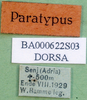 CollectionObject 1502744; 8ec465a2-9d45-4c67-9c5e-de32422ad083: labels (paratype). (CollectionObject).