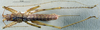 CollectionObject 1529070; ZIN 3224772, cd51afe5-e459-4889-a818-f9d30449358e: female, dorsal view (paratype). (CollectionObject).