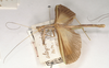 CollectionObject 1560631; 8a8909ba-d2f3-41cd-9b95-c3b734dbdf07: copyright UMO. male, lateral view (lectotype). (CollectionObject).