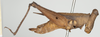 CollectionObject 1517906; 247f9ff2-fd3a-4221-b23e-98319edee4b0, NHMUK10924425: female, lateral view (holotype). (CollectionObject).