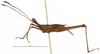 CollectionObject 1581737; f77b5920-f19e-49b0-9eca-06b839a5cf11: male, lateral view (holotype). (CollectionObject).