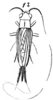 Trigonidium (Metioche) flavipes Brunner von Wattenwyl, 1878: Pl. 16, Fig. 47(1). female, dorsal view. (Otu).
