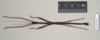 CollectionObject 1559487; NHMUK(SF IMPORT DUPLICATE) 844641, 811fb9f4-dfcf-4168-a10d-a1c7d39c3d64: copyright Natural History Museum, London. male (paratype). (CollectionObject).