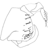 Pygofer, lateral view on Salsocolila plana (Theron, 1979): Pygofer, lateral view. (Observation).