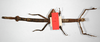 CollectionObject 1561532; c4f6dfcd-dad5-4c04-98d9-b5ed3ca83042: copyright ZMB, Berlin. female, ventral view of Haplopus eucnemis (holotype). (CollectionObject).