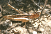 FieldOccurrence 493; 7cf2bc6b-1cd6-43bb-816f-87ed08657d0f; Tanzania
Lake Chala area eastern slopes Mount Kilimanjaro, 2013/11/??: male, lateral view. (FieldOccurrence).