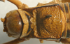 CollectionObject 1516788; a223157b-dcba-47f7-94d4-c2809c809084: male pronotum, dorsal view (syntype). (CollectionObject).