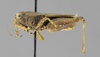 CollectionObject 1523048; d0544f7f-8417-4bdb-b3f6-078a8df346c1: female, lateral view (holotype). (CollectionObject).