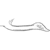 Pygofer appendages: Pygofer process, lateral view. (Observation).