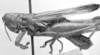 Hesperotettix viridis pratensis Scudder, 1897: Image Carbonell, C.S. male, lateral view (Hesperotettix viridis festivus, possibly syntype). (Otu).