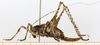 CollectionObject 1575955; 56138d2e-71a2-4396-99d8-3dd13d875397, cbt039s05: female, lateral view (paratype). (CollectionObject).
