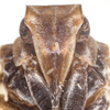 Head: !! display not done !! on Bothriocera dampfi Caldwell, 1943: (Observation).