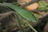 Anaulacomera (Anaulacomera) maculifemora (Piza, 1977): male (Parque Nacional de Itatiaia, Brazil, Mata Atlântica). (Otu).