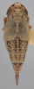 Habitus, dorsal view on Athysanella (Amphipyga) reticulata (Osborn, 1930): Dorsal. (Observation).