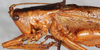 CollectionObject 1532829; NMW 19.911, f10b052b-8147-4e9a-a427-a8b3fa4f103c: male head and pronotum, lateral view. (CollectionObject).