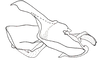 Dichroplus misionensis Carbonell, 1968: Fig. 90. cingulum and endophallus, lateral view. (Otu).