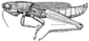 Aleuas paranensis Carbonell, 2008: Fig. 12. male habitus (Argentina, Prov. Corrientes, Arroyo San Joaquin at Provincial Route 126, length 28 mm, scale line 5 mm). (Otu).