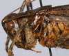 CollectionObject 1577121; 96692933-f22b-4b61-b2e3-41807286870a: female pronotum, lateral view. (CollectionObject).