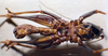 CollectionObject 1534472; e0ed2c48-dc6e-4c92-a328-01df0f68ad7b: male ventral view (holotype). (CollectionObject).