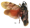 Habitus, dorsal view: !! display not done !! on Enchophora recurva (Olivier, 1792): (Observation).